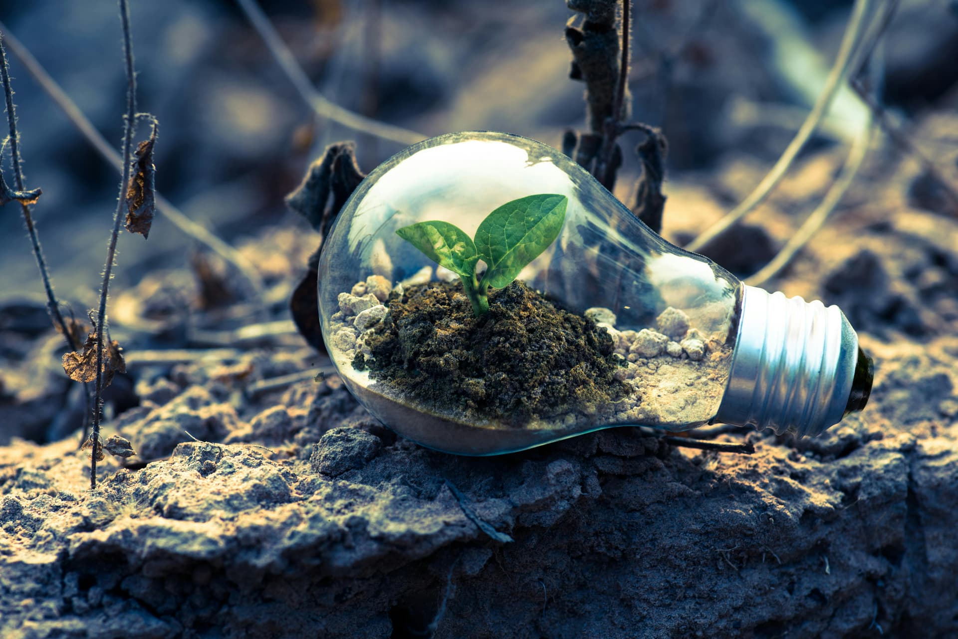 Sauvegarde environnementale et sociale
